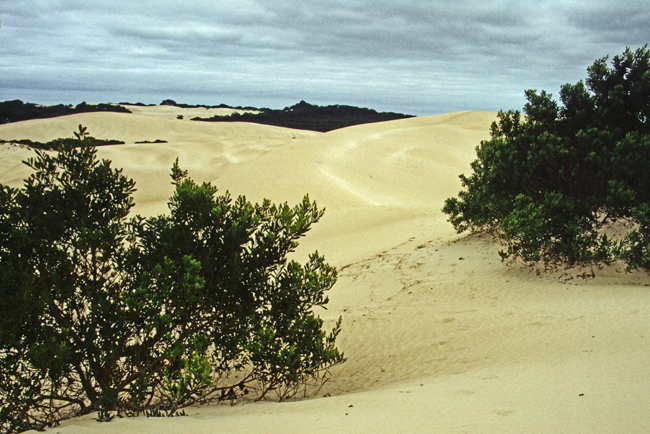 Wanderdünen prägen das Bild der 'Little Sahara'